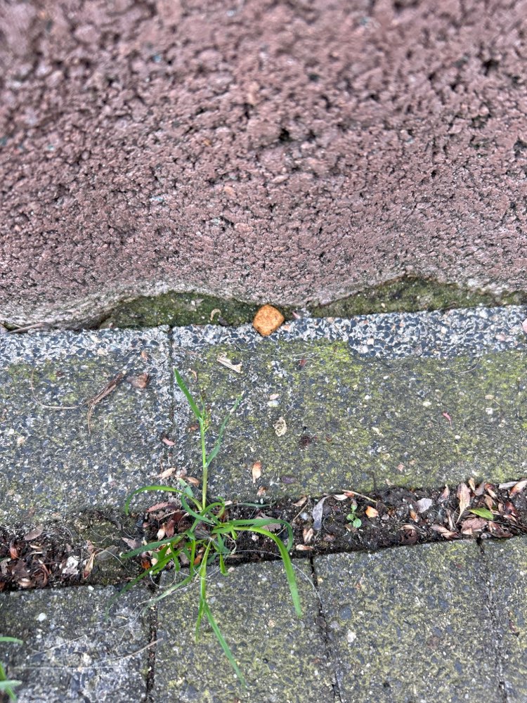 Giftköder-Ausgelegtes Trockenfutter etc.-Profilbild