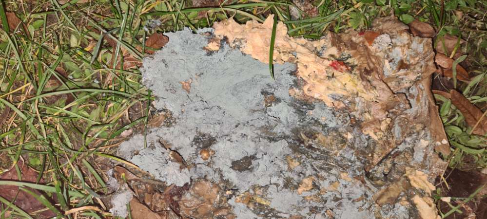 Giftköder-Giftköder-Profilbild