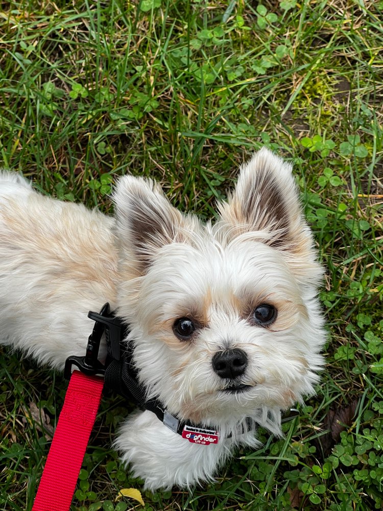 Hundetreffen-Yorkshire Terrier zum spielen-Profilbild