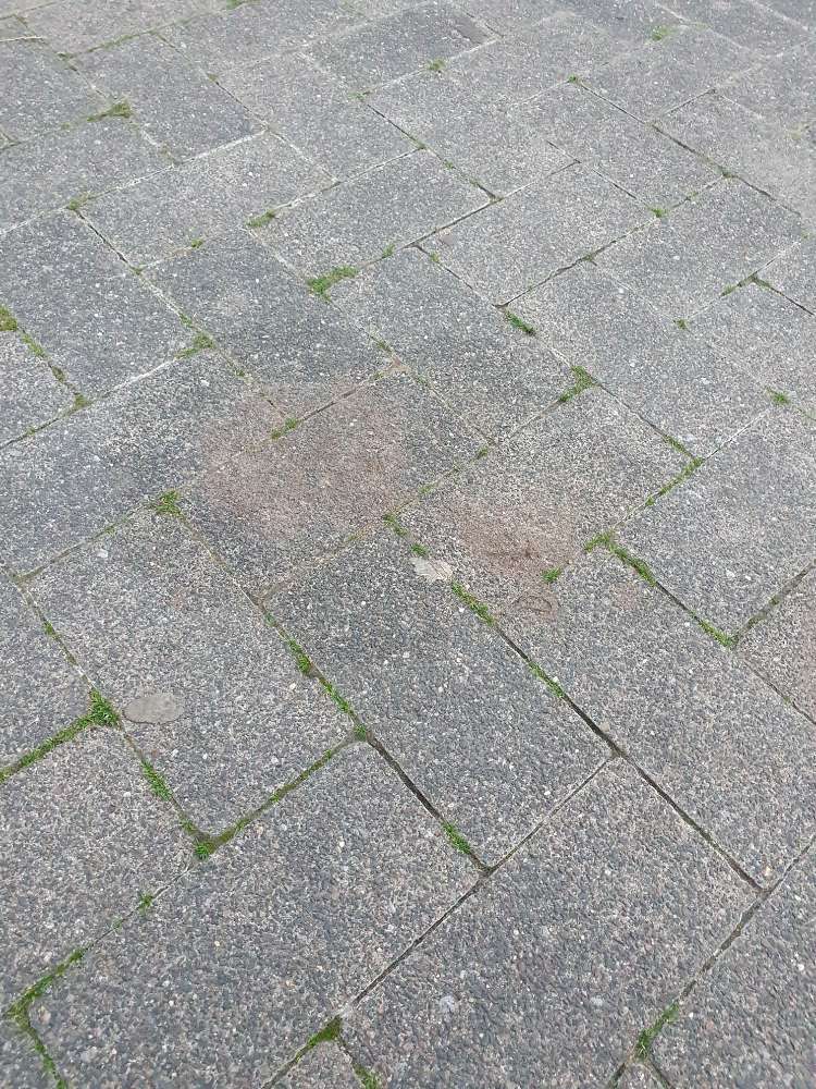 Giftköder-Möglicher Giftköder-Profilbild