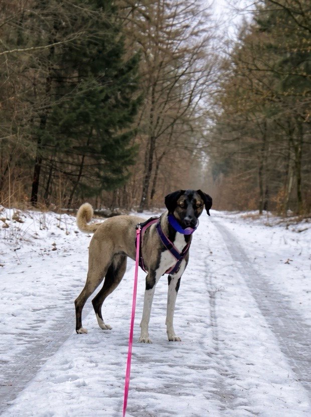 Hundetreffen-Junghundtreffen/ Spieltreffen-Profilbild