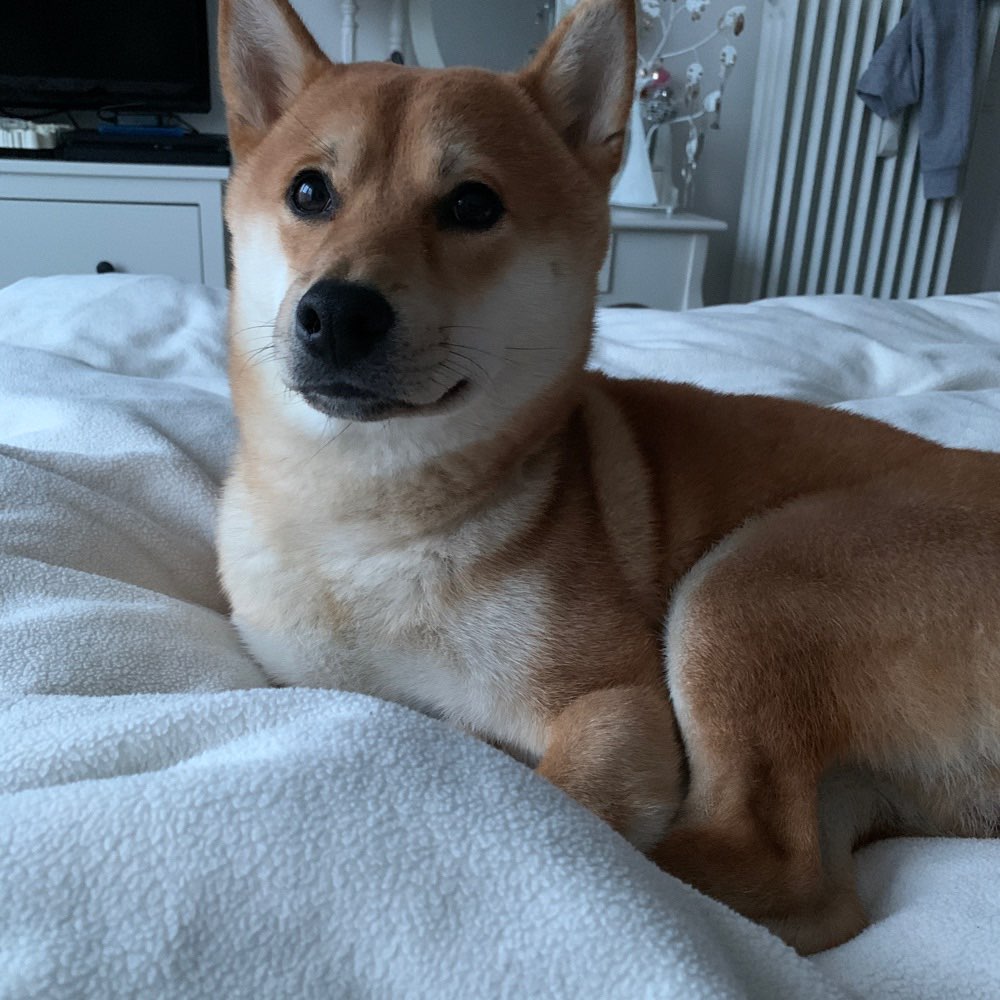 Hundetreffen-Training Hundebegegnung & Spaziergang mit einem Junghund-Profilbild