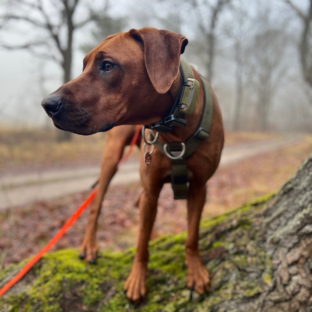 Hundetreffen-Ruhige Gassierunde mit souveränem Hund-Profilbild