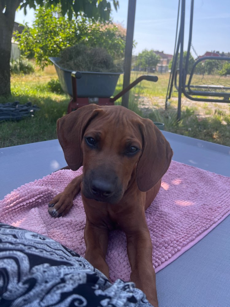 Hundetreffen-Gassiefreunde gesucht!🐶-Profilbild