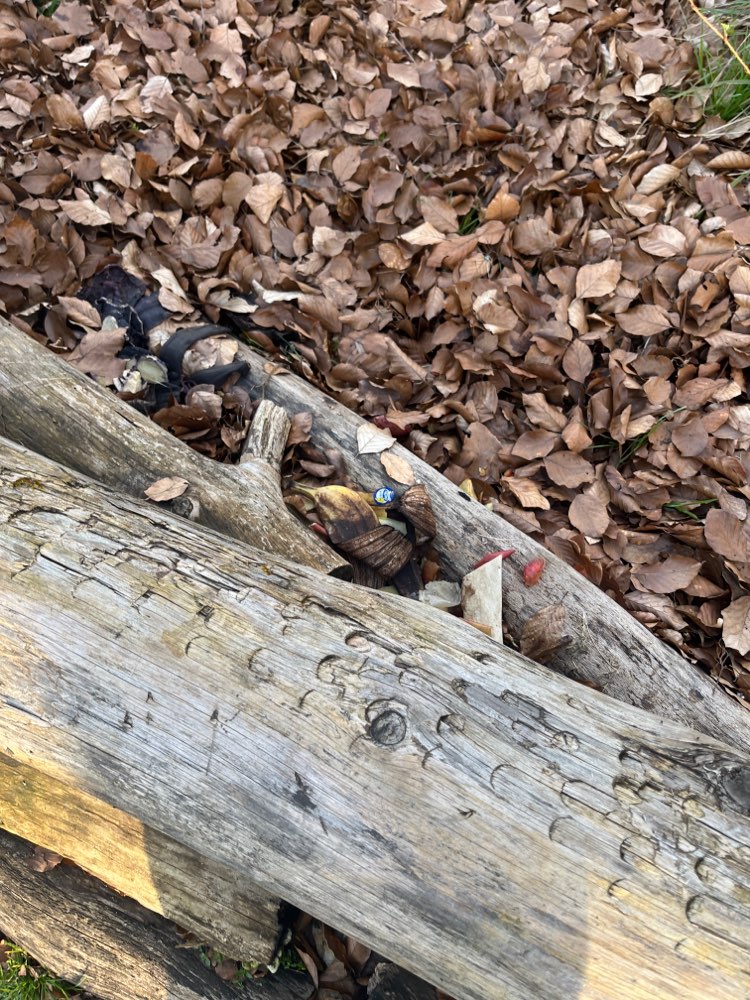 Giftköder-Abfall (Knochen und Biomüll) in Kahl-Profilbild