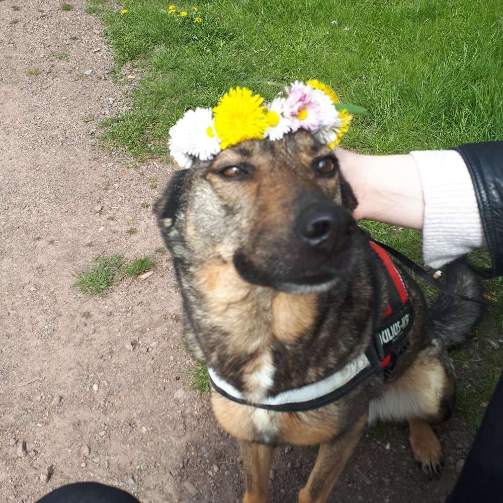 Hundetreffen-Gassi/Spielrunde Halle Neustadt-Profilbild