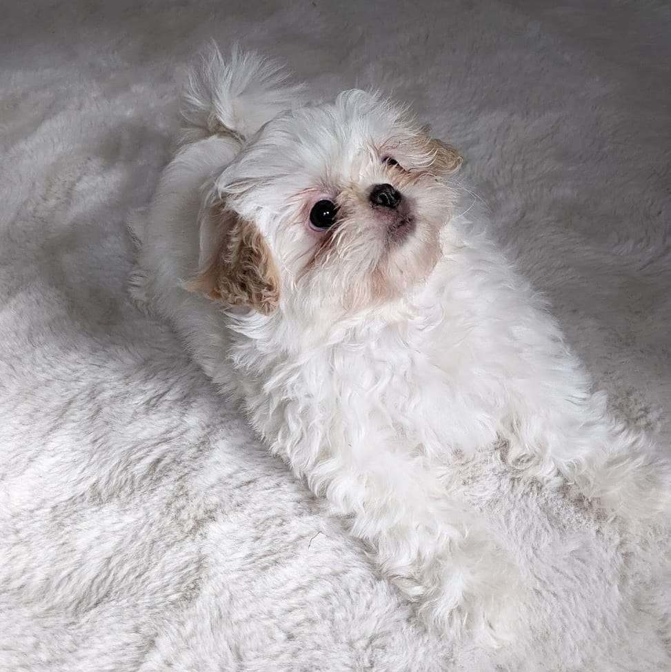 Hundetreffen-Welpentreffen Zehlendorf, Kleinmachnow, Stahnsdorf oder Teltow-Profilbild