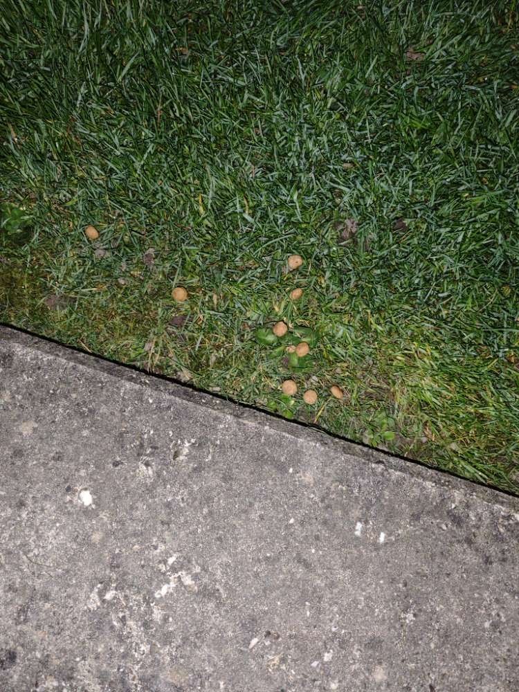 Giftköder-Giftköder-Profilbild