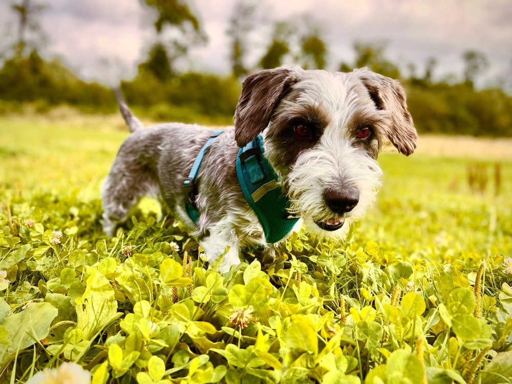 Hundetreffen-Socialwalk-Profilbild