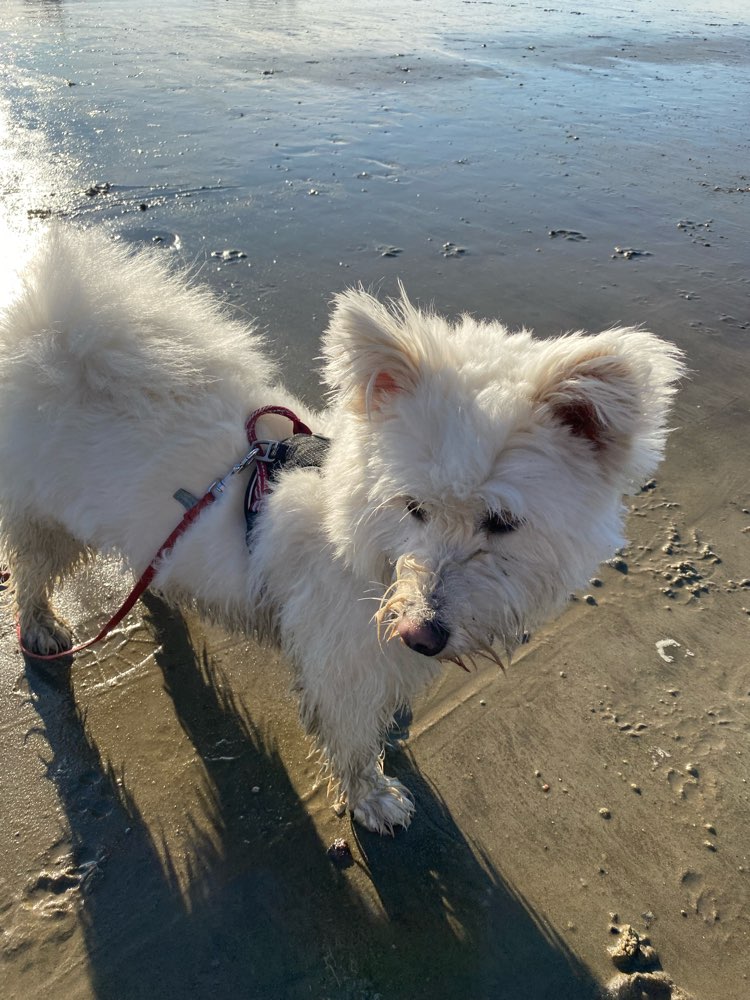 Hundetreffen-Spielkameraden für Frida gesucht.-Profilbild