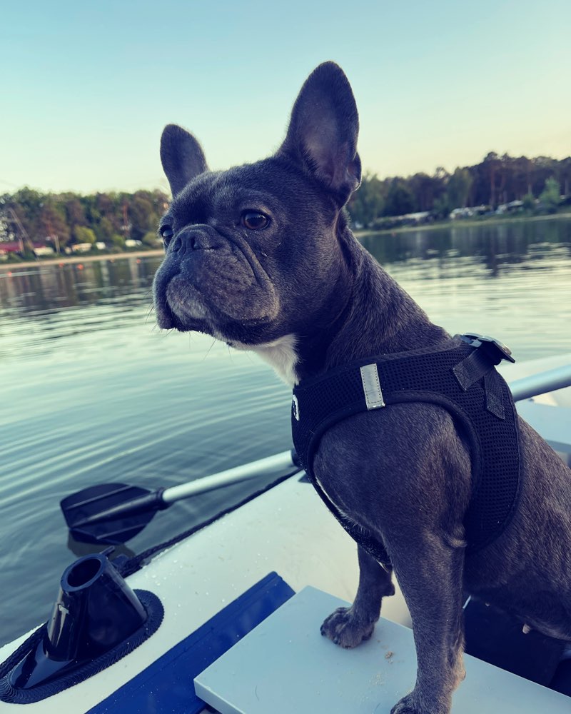 Hundetreffen-Hundetreffen-Profilbild