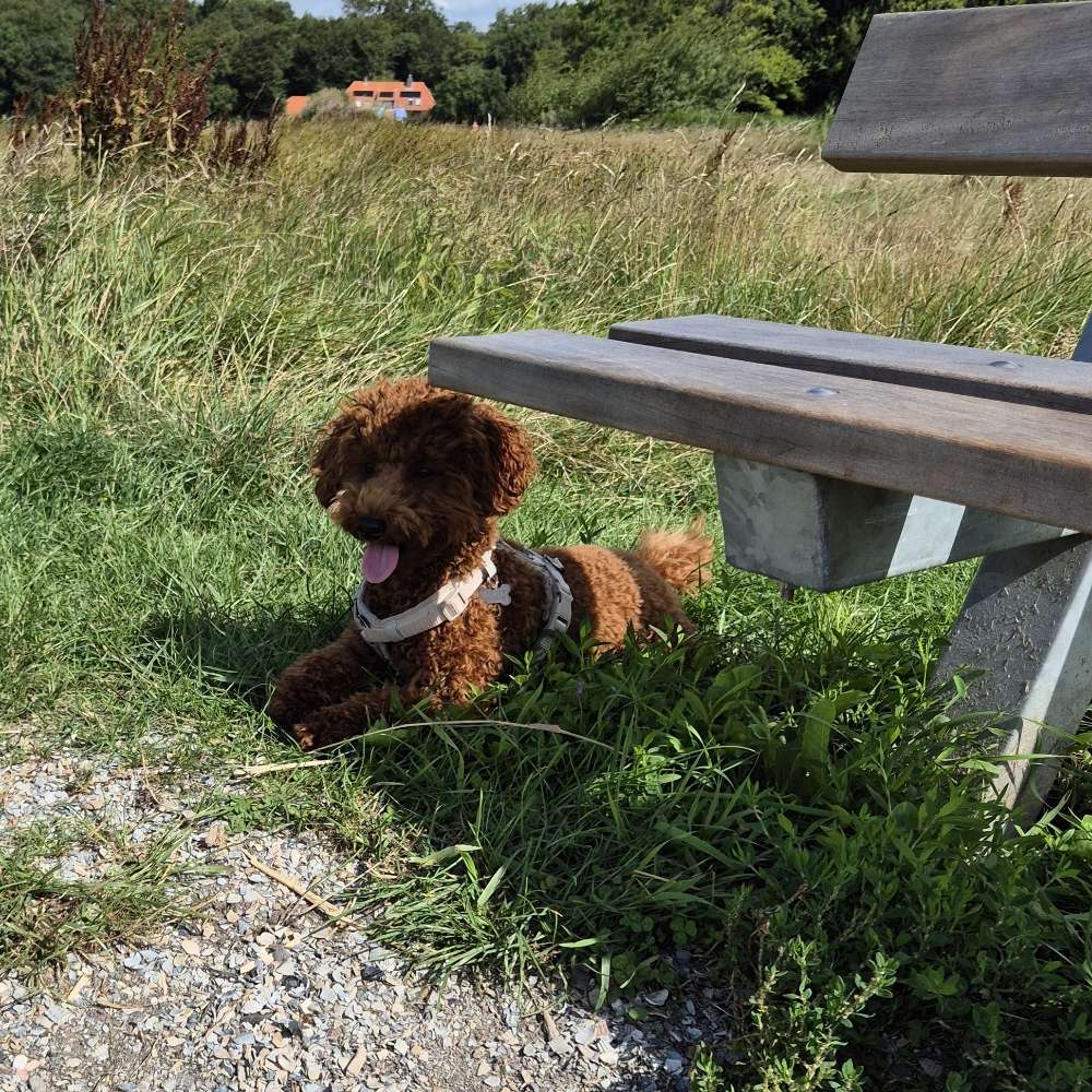 Hundetreffen-Spielen und spazieren-Profilbild
