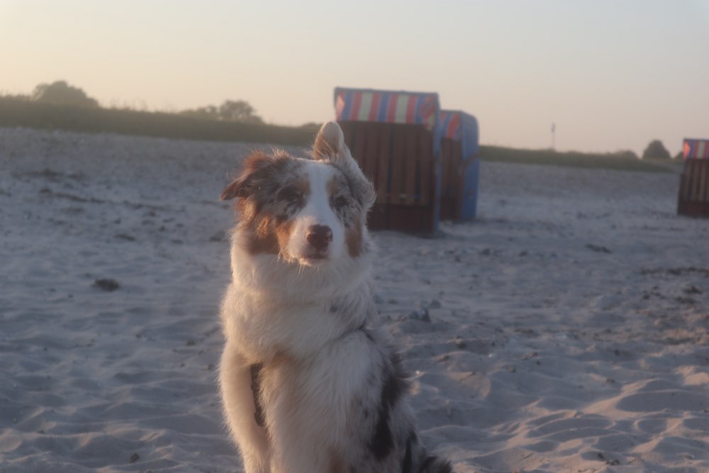 Hundetreffen-Gemeinsame Spaziergänge-Profilbild