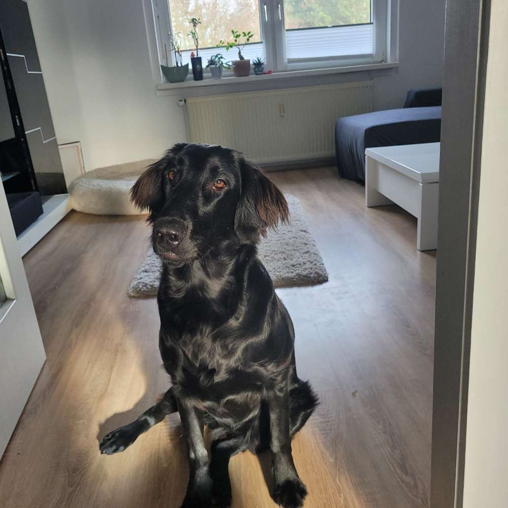 Hundetreffen-Gassi- und Spielfreunde gesucht-Profilbild