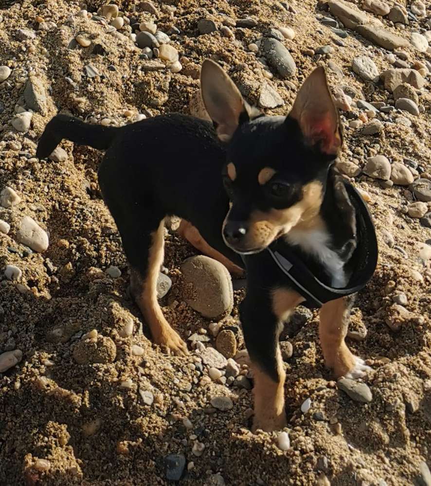 Hundetreffen-Spielen & Spazieren-Profilbild