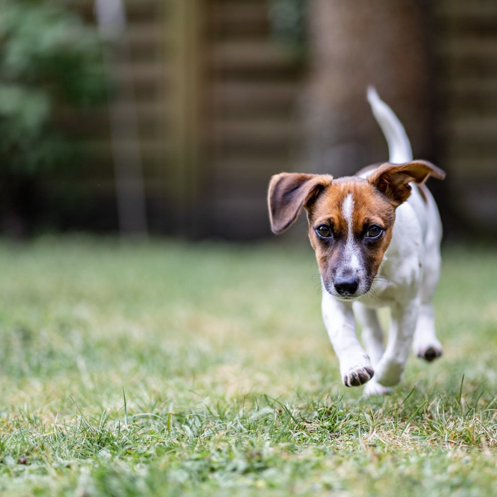 Hundetreffen-Junghund(e) zum Spielen gesucht-Profilbild
