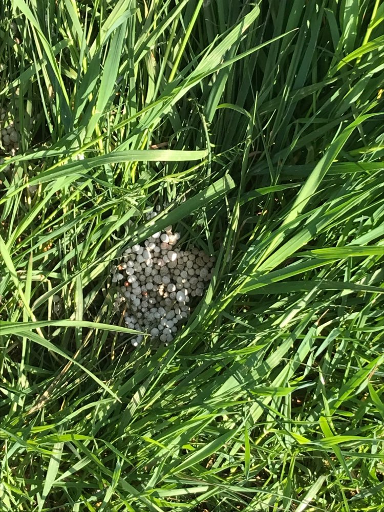 Giftköder-Giftköder-Profilbild