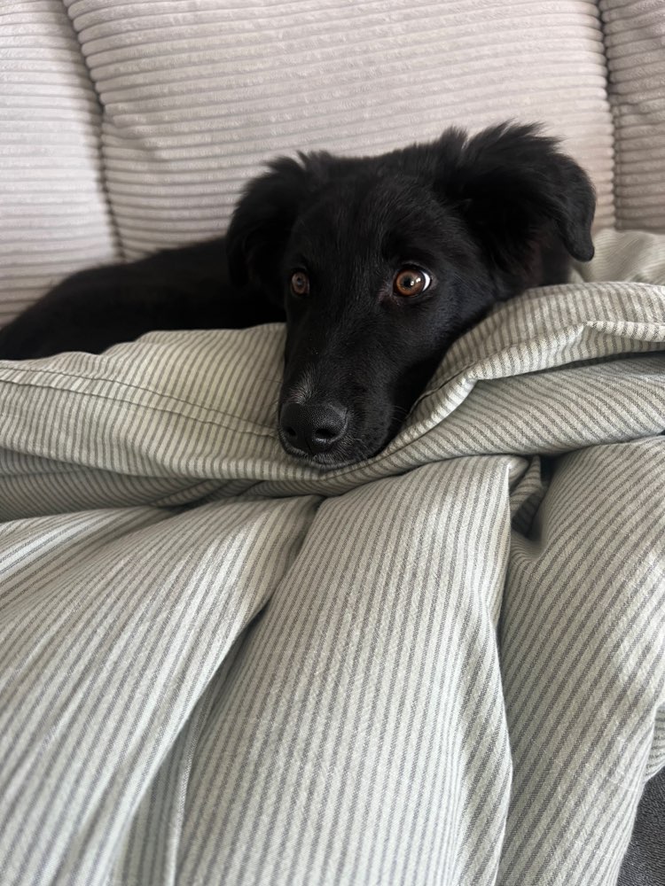 Hundetreffen-Gemeinsames Gassi gehen mit Welpen und Junghunden-Profilbild