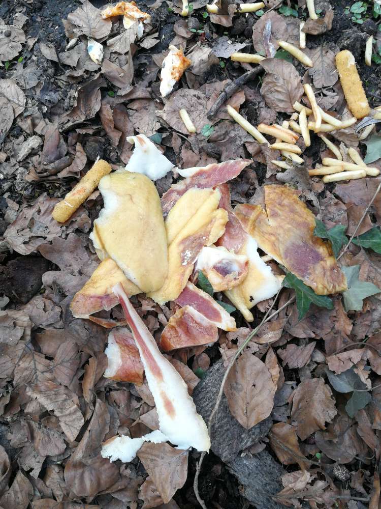 Giftköder-Verschimmelter Fleischhaufen-Profilbild