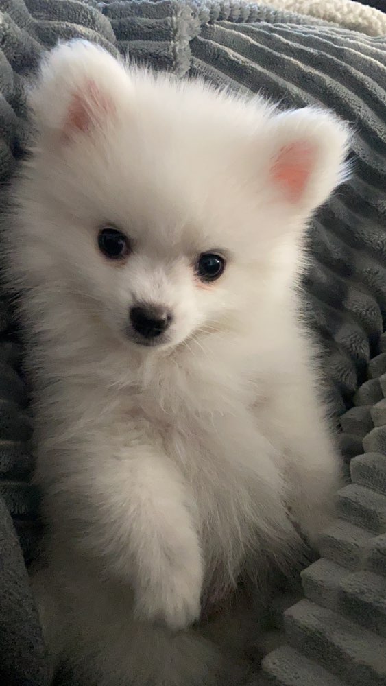 Hundetreffen-Welpen Treff-Profilbild