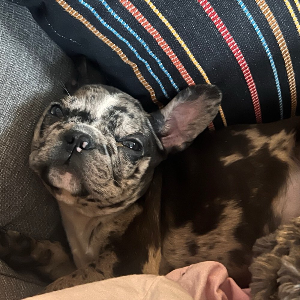 Hundetreffen-Suche spiel/ Gassi geh Freunde für meinen kleinen Gonzo ( Französische Bulldoge )-Profilbild