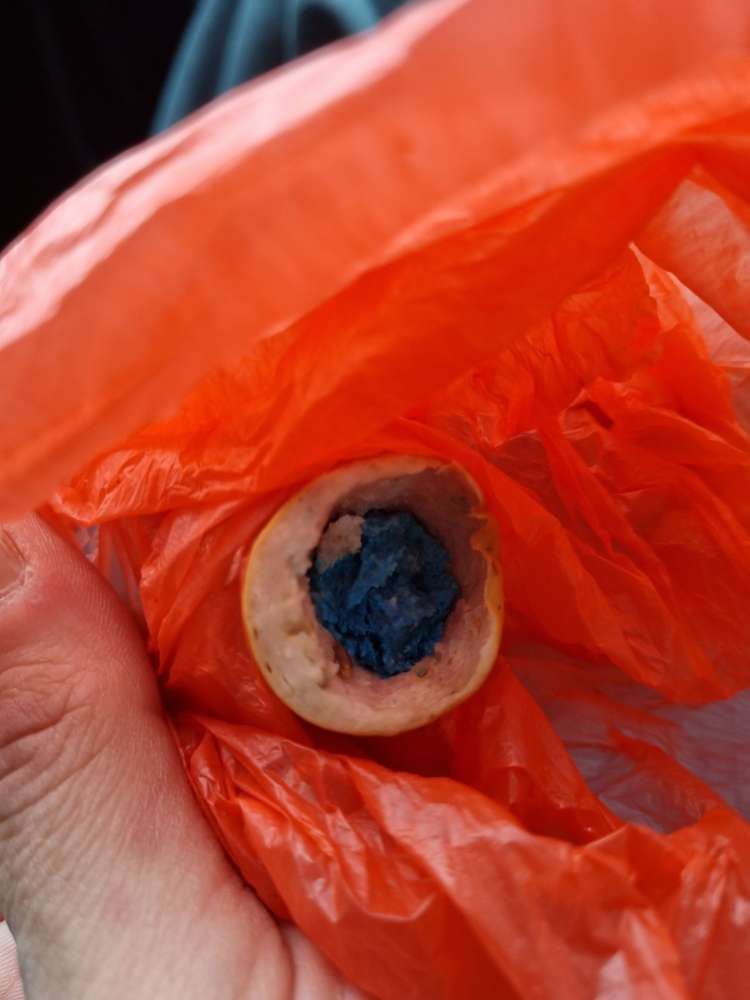 Giftköder-Giftköder-Profilbild