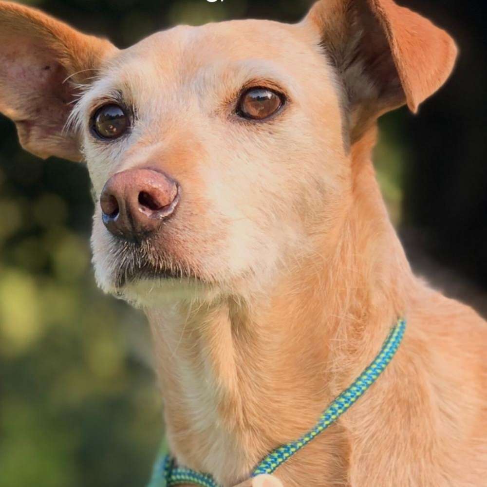 Suchmeldung-Henry-Profilbild