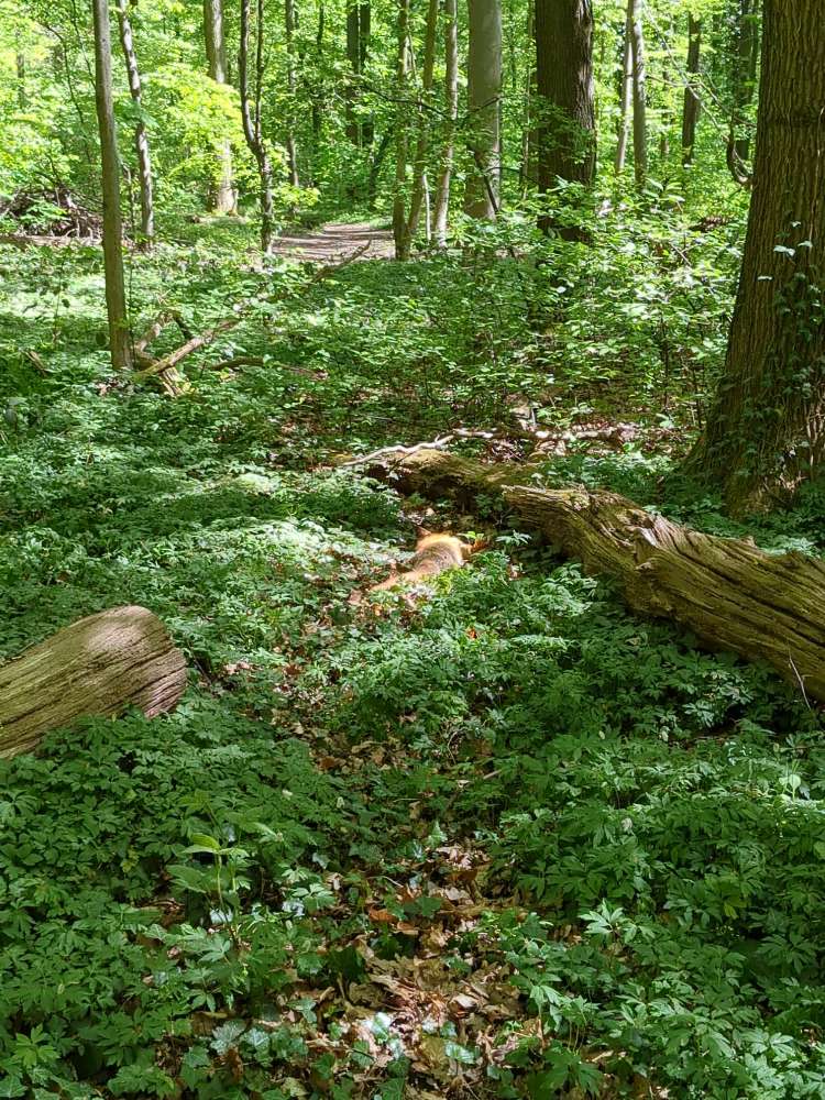 Giftköder-Toter Fuchs-Profilbild