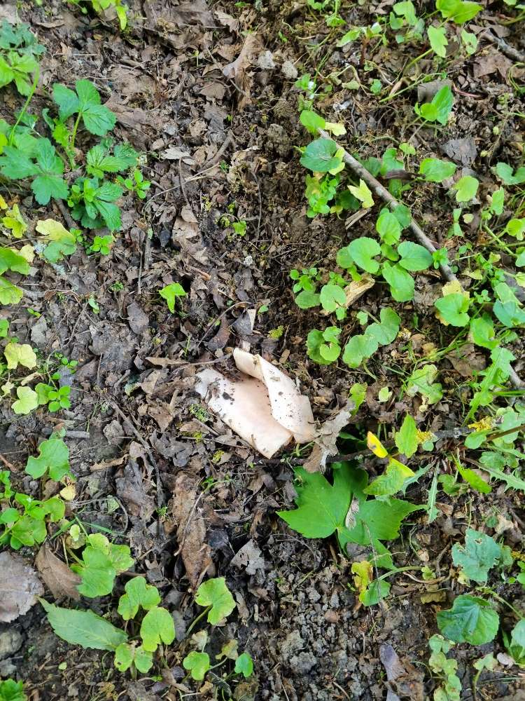 Giftköder-GIFTKÖDER-Profilbild