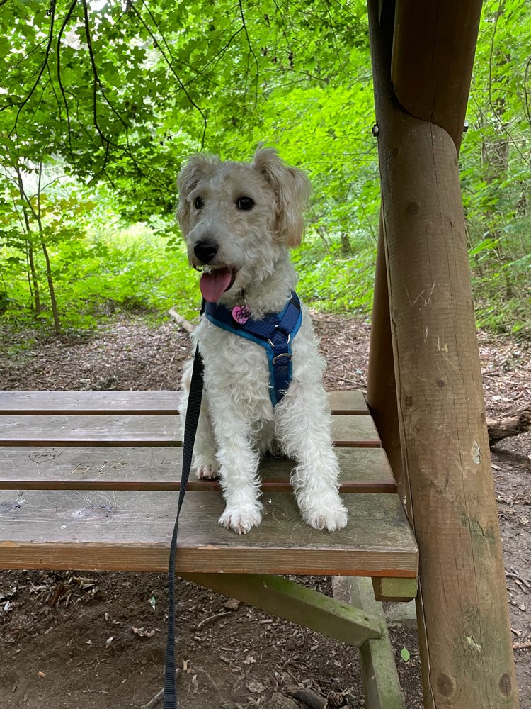 Hundetreffen-Gemeinsame Spaziergänge-Profilbild