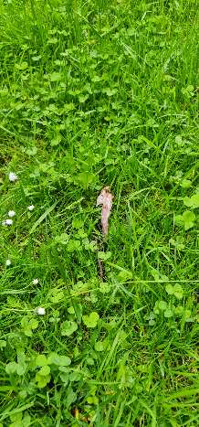 Giftköder-Geflügelfleisch-Profilbild