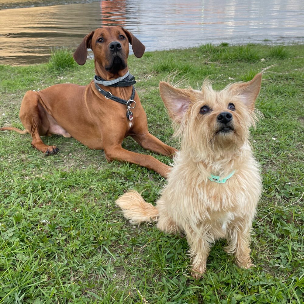 Hundetreffen-Spaziergang-Profilbild