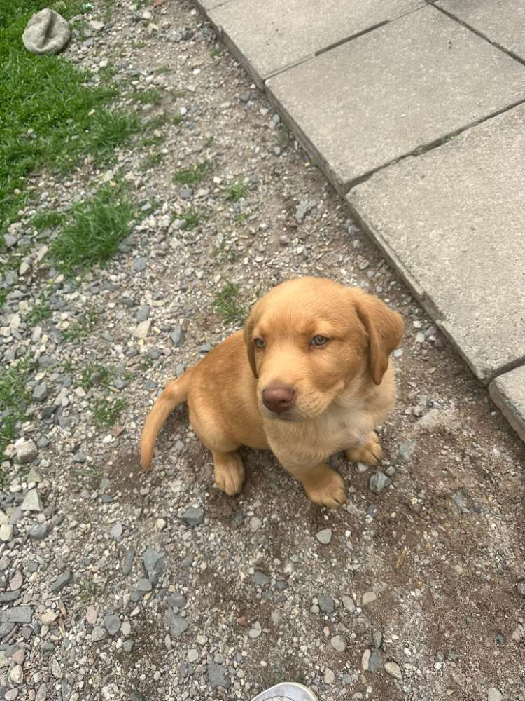 Hundetreffen-Welpentreffen in der Umgebung Huy oder Börde 🥰✌️-Profilbild