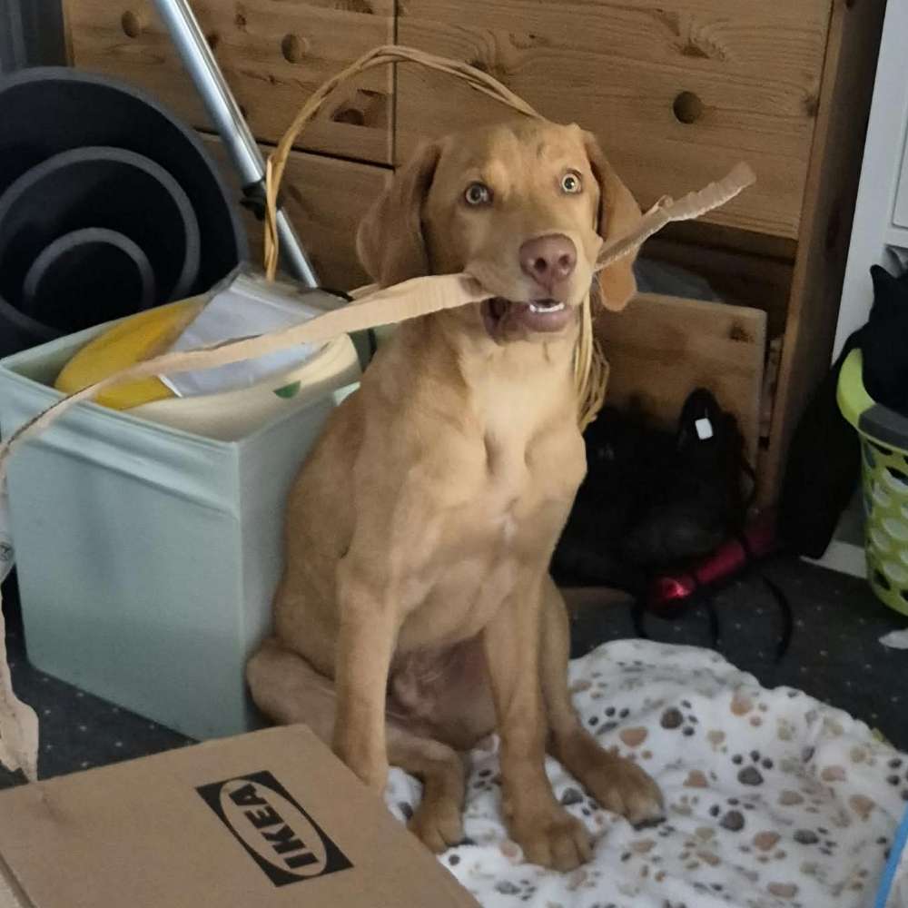 Hundetreffen-Welpentreffen/Junghundtreffen in der Umgebung Huy oder Börde 🥰✌️-Profilbild