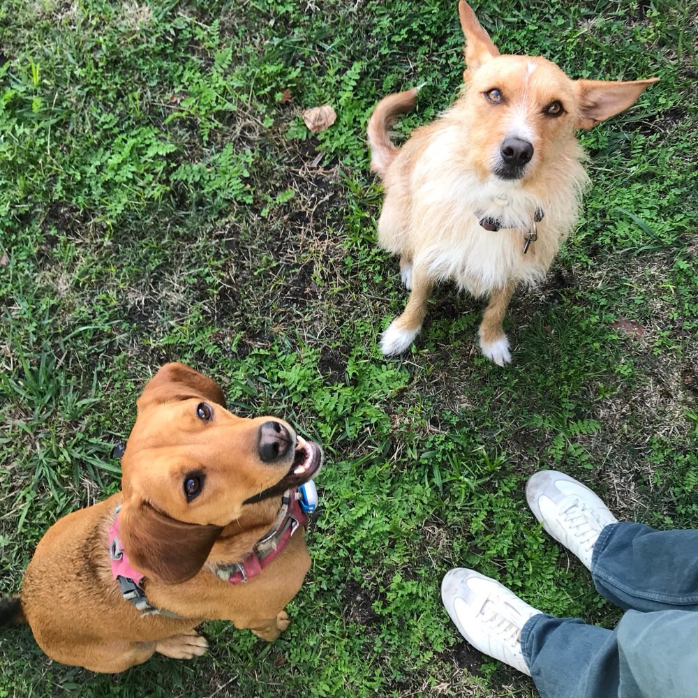 Hundetreffen-Gemeinsame Spaziergänge-Profilbild