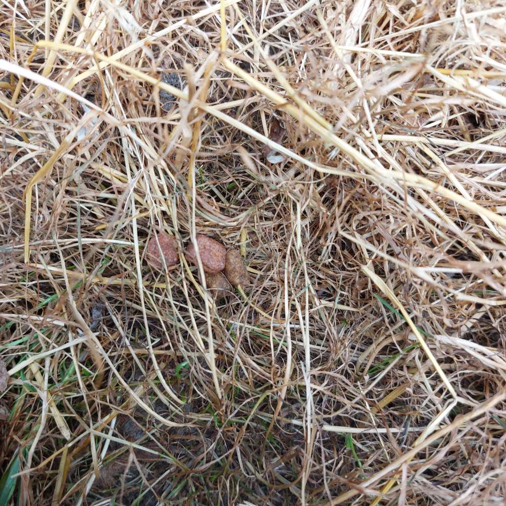 Giftköder-Audgelegtes Trockenfutter-Profilbild