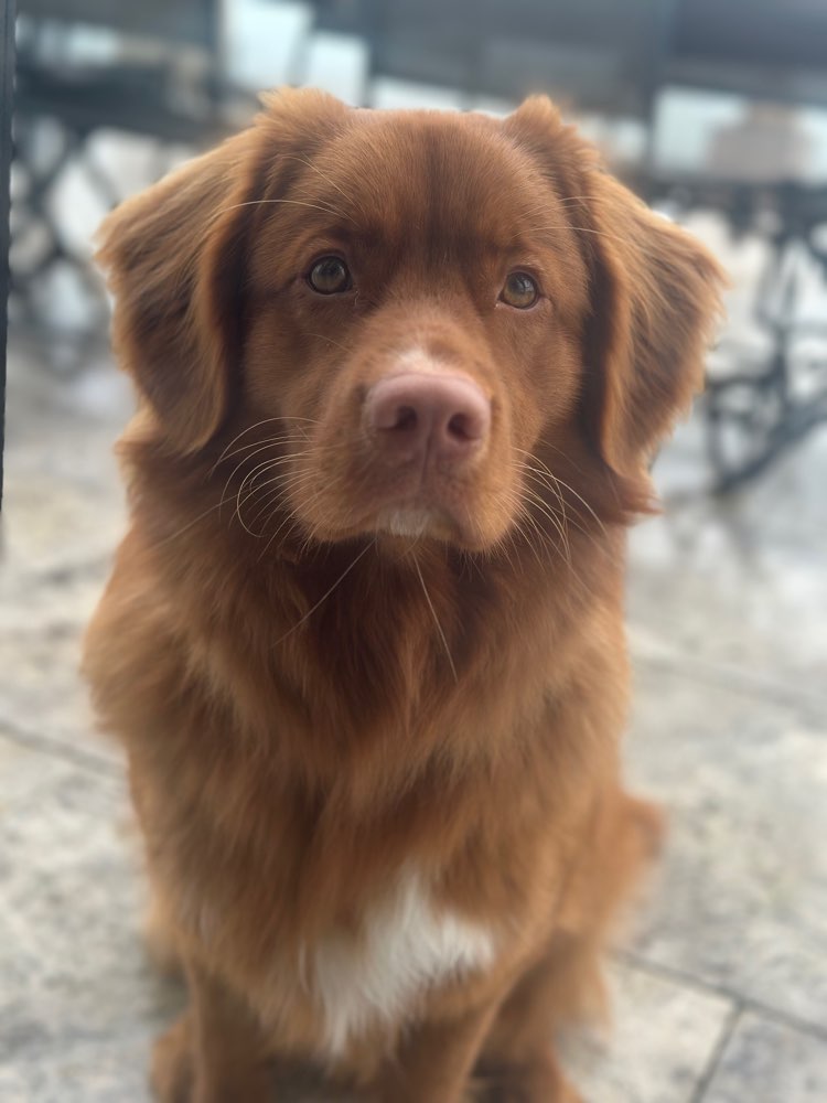 Hundetreffen-Gemeinsames Üben-Profilbild