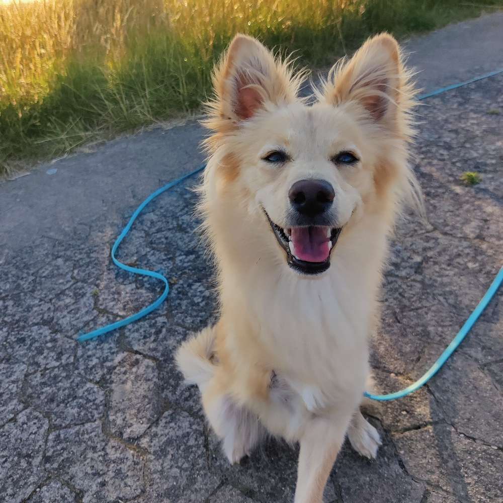 Hundetreffen-Spazieren gehen/Spielrunde in Saarbrücken :)-Profilbild