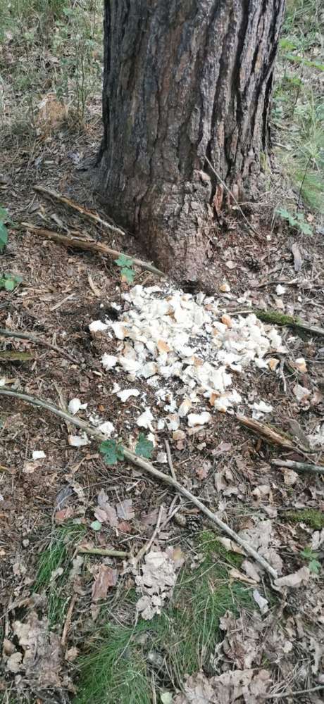 Giftköder-Essensreste (Brot, Salat etc.)-Profilbild