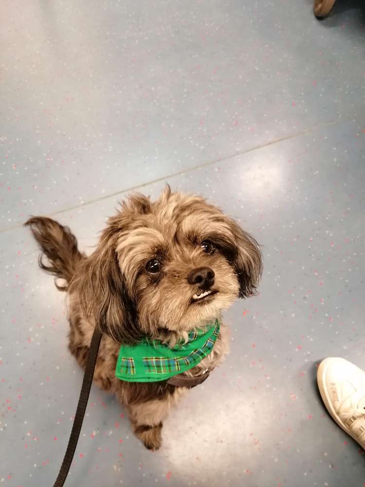 Hundetreffen-Spielen, Gassi gehen, gegenseitige Unterstützung-Profilbild