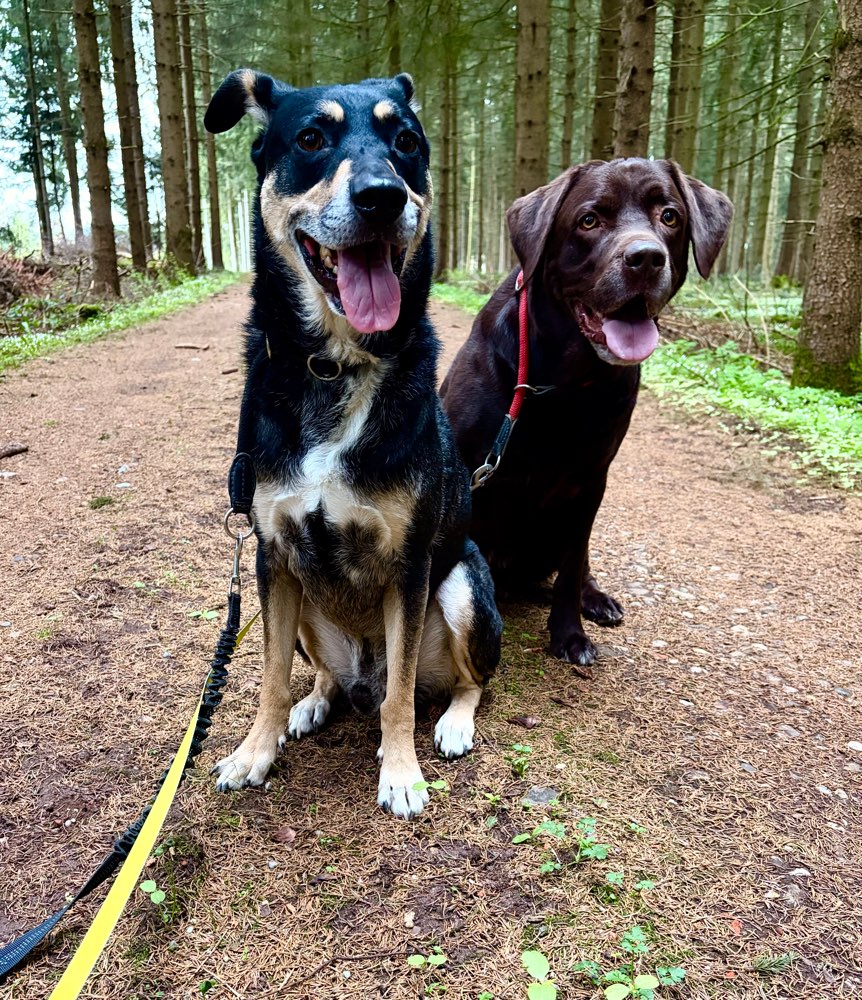 Hundetreffen-Hundefreunde, Gassifreunde gesucht-Profilbild
