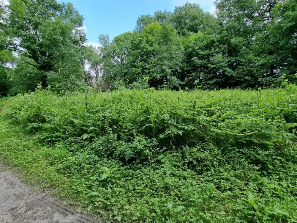 Giftköder-Riesen-Bärenklau-Profilbild