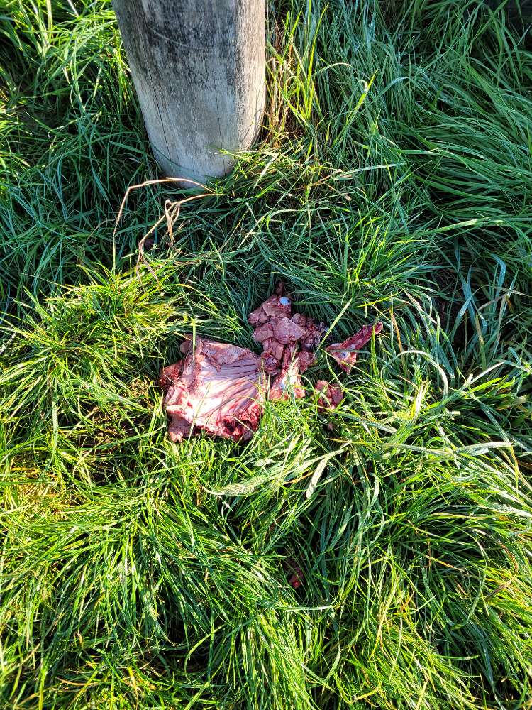 Giftköder-Knochen und Fleischreste-Profilbild