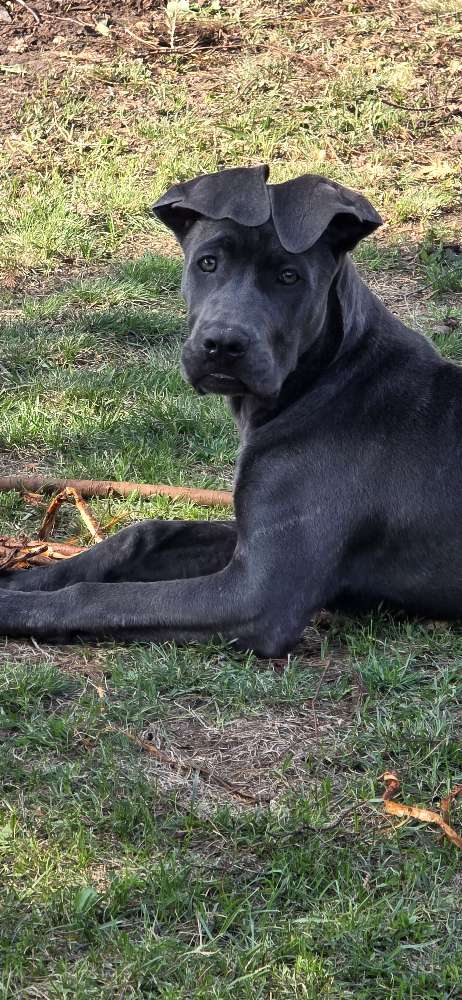 Hundetreffen-Hundefreunde gesucht...-Profilbild