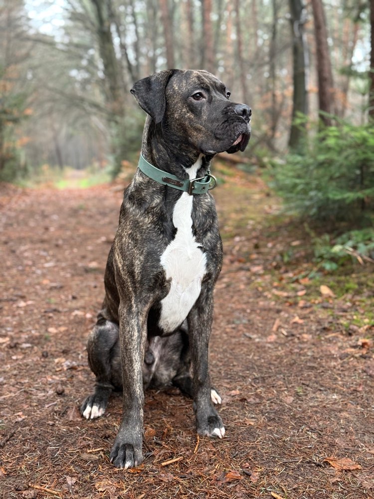 Hundetreffen-Großer Spielpartner gesucht 🐾-Profilbild