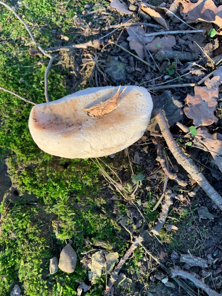Giftköder-Brot mit Stöcken Prepariert-Profilbild