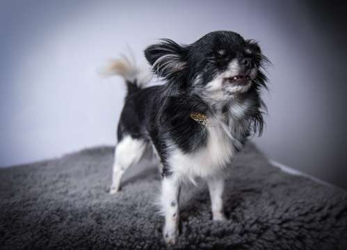 Hundetreffen-Chihuahua Freunde gesucht zum spazieren-Profilbild