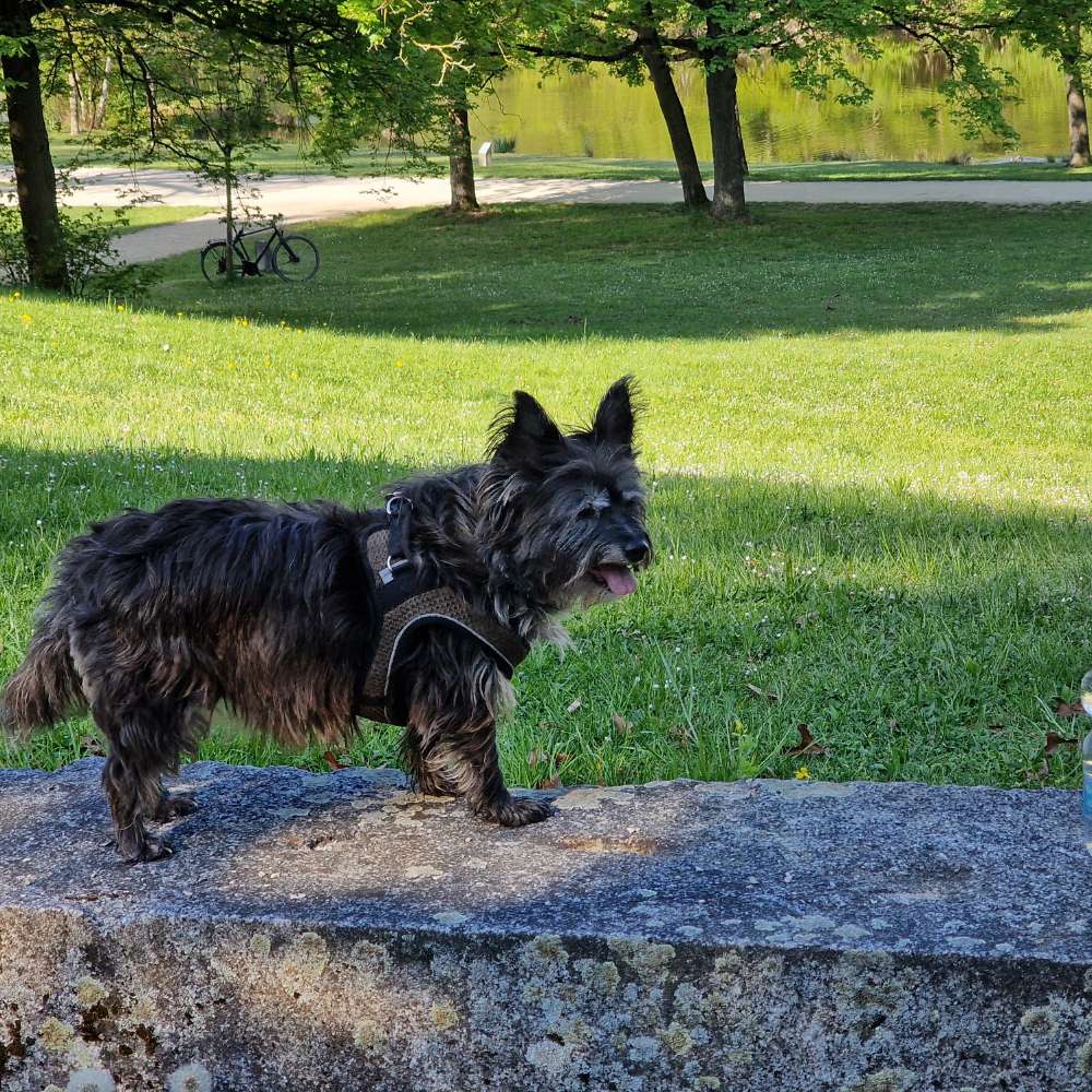 Hundetreffen-Seniorentreffen ab ca.10Jahre oder älter-Profilbild