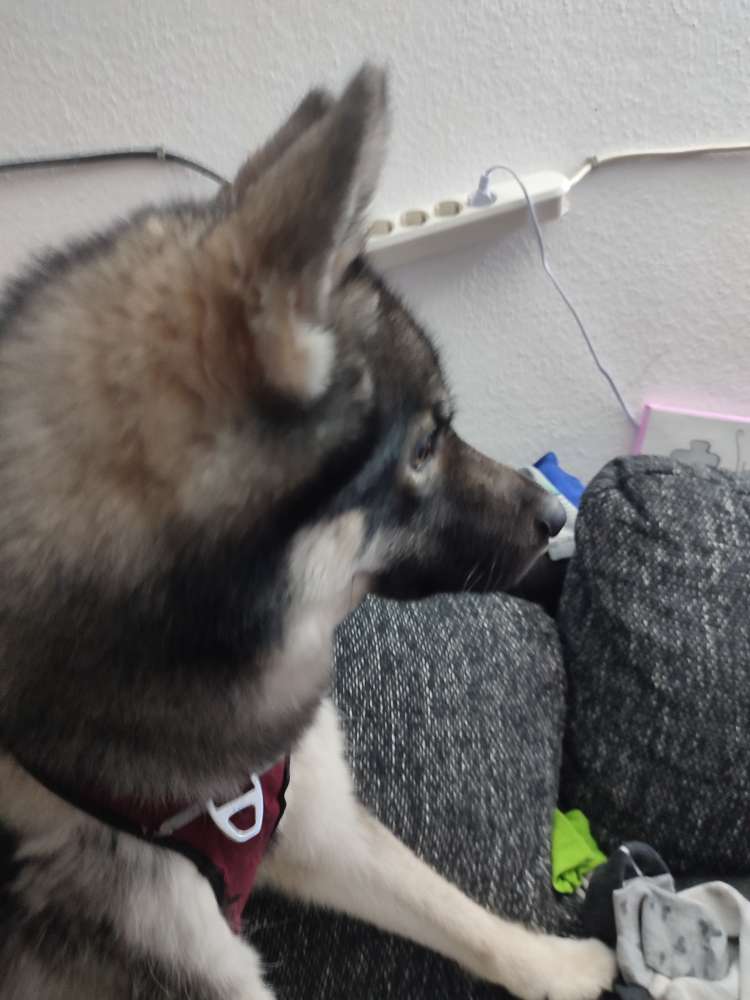 Hundetreffen-Leinen laufen, Kommandos üben und gemeinsames Gassi gehen-Profilbild