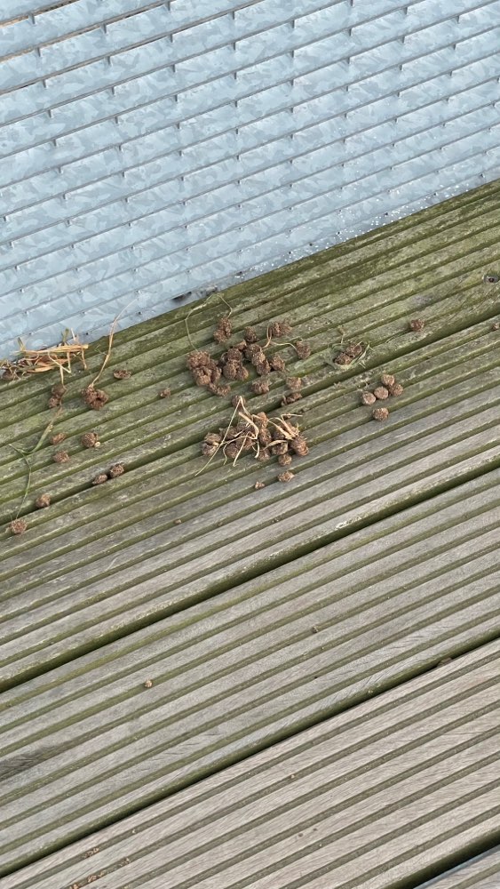 Giftköder-Große Menge an Hundefutter-Profilbild